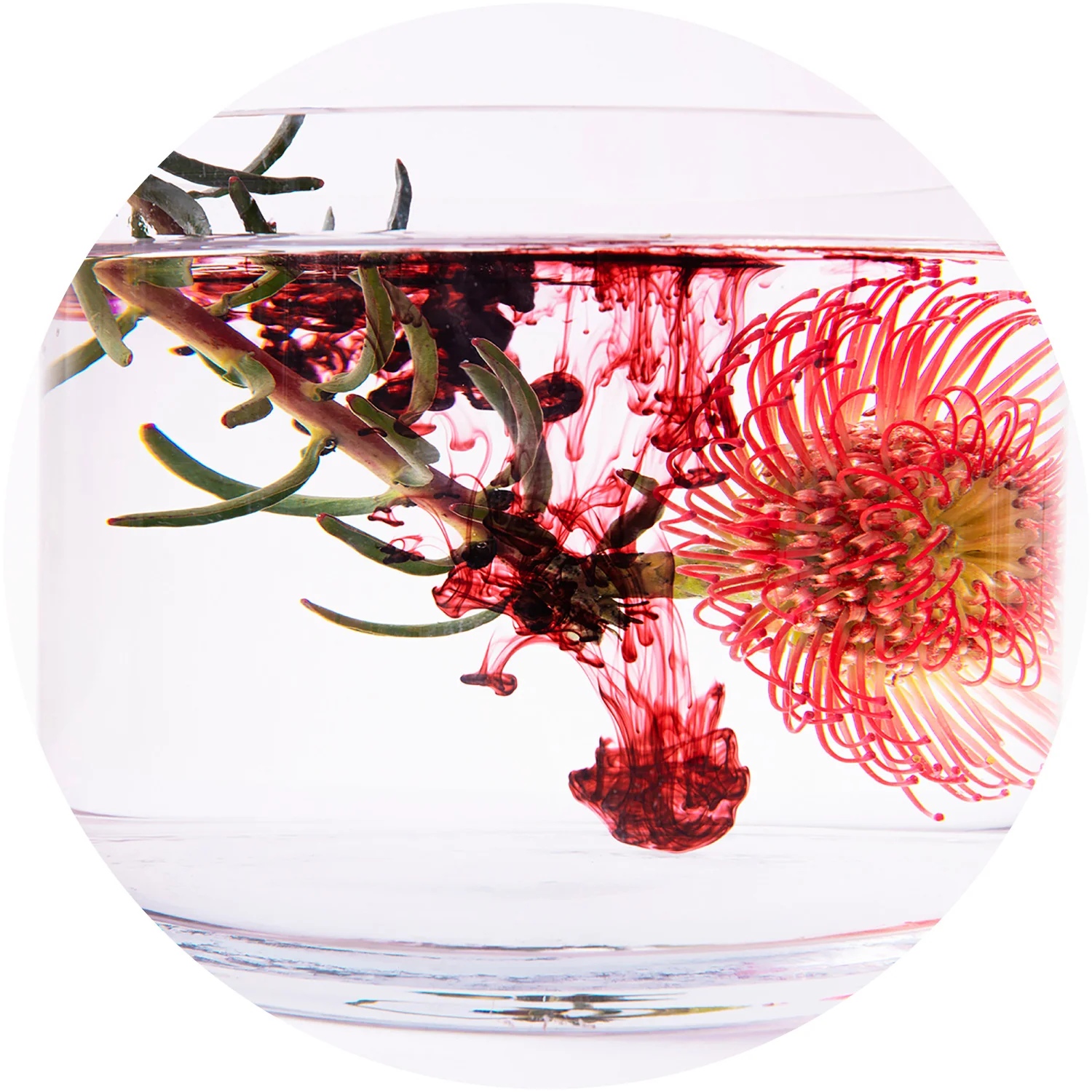LIQUID SOLUBLE EXTRACTS